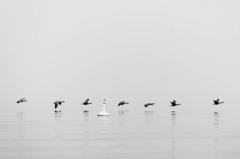 Black and white Canadian geese at Okanagan Lake in Kelowna from a forest-fire-smoke lake day. print option