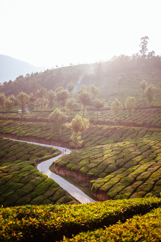 Tea fields and a curving hill road at Munnar Top Station in Kerala, India. print option