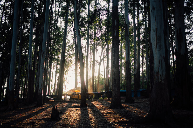 Tall eucalyptus trees catch hard sun in the Munnar high country near Top Station. print option