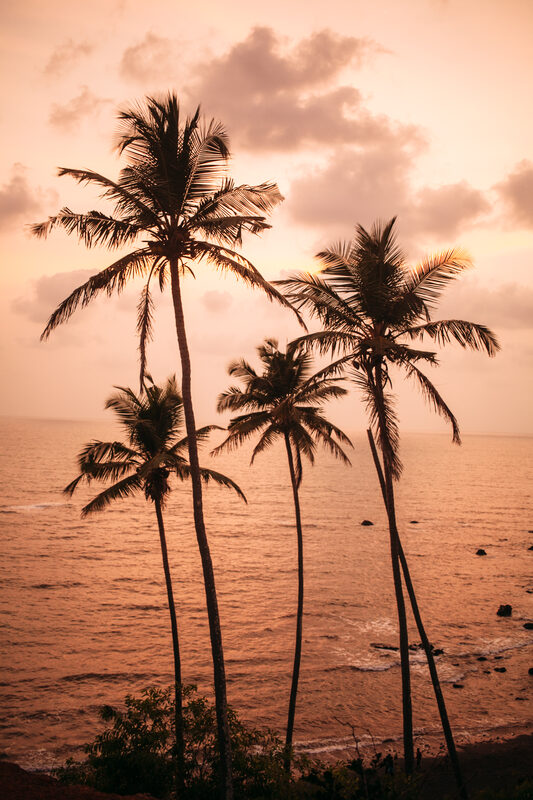 Palm trees silhouette above warm Goa water at sunset. print option
