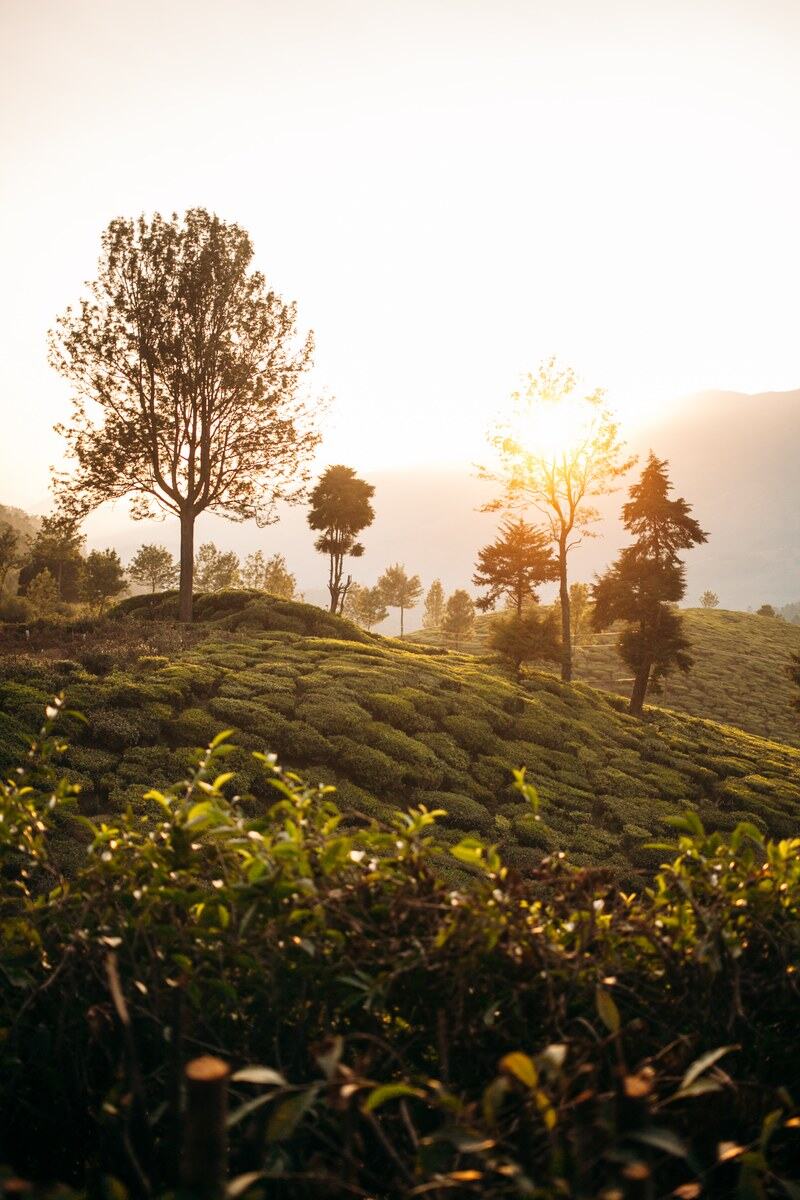 Low sun hits tea rows and a lone tree in the Munnar high country at Top Station. print option