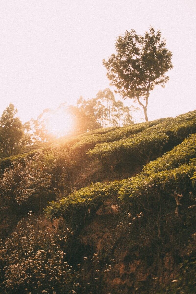 Sun breaks through tea fields and hill trees near Munnar Top Station in Kerala. print option