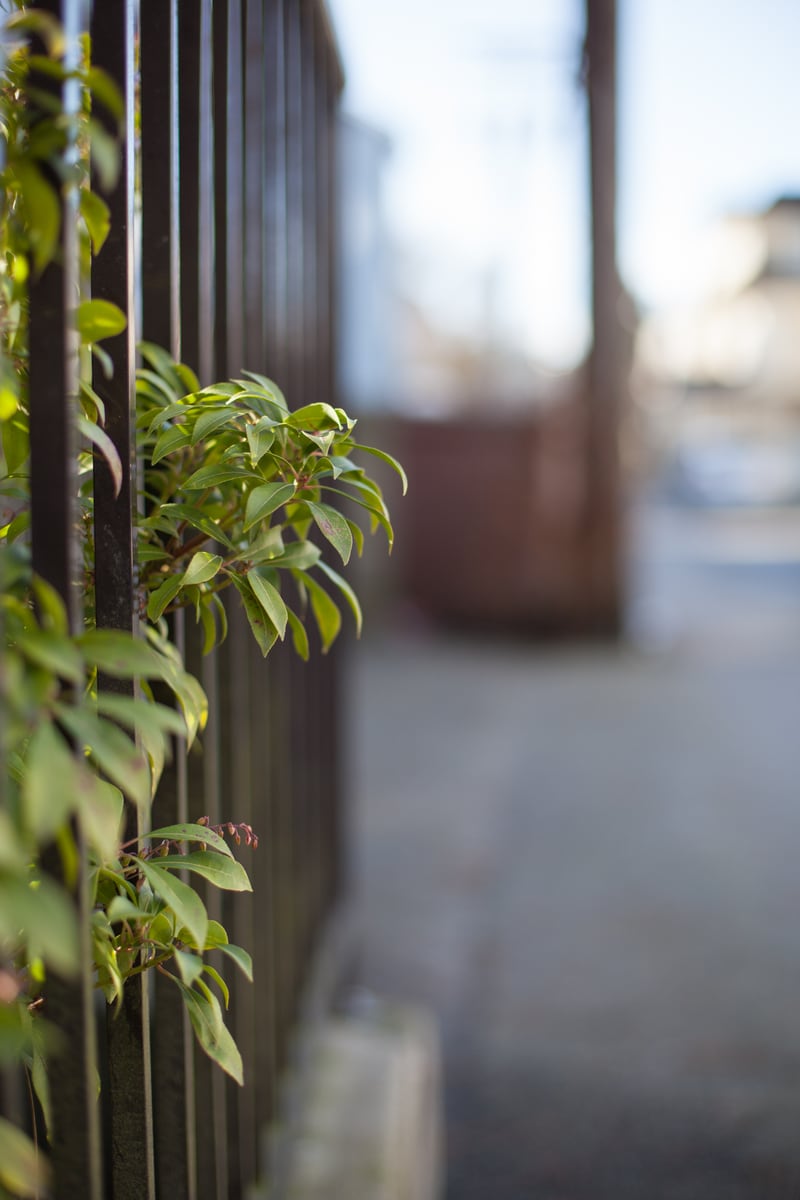Soft window light, green leaves and shallow city detail from Vancouver. print option