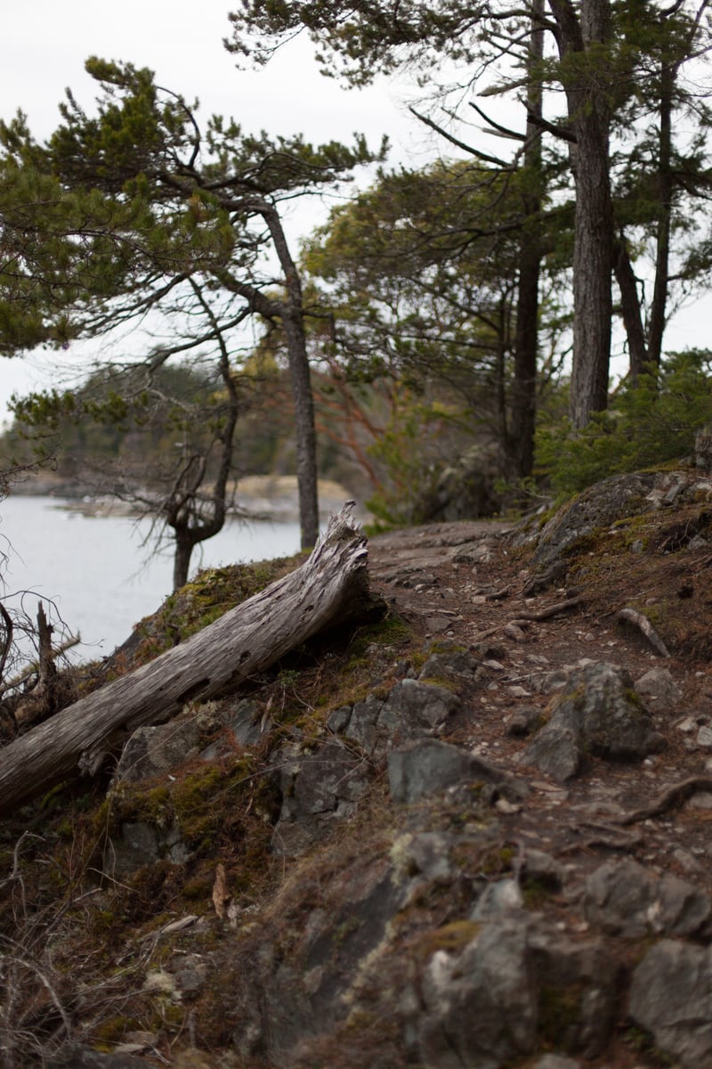 Wind-shaped pines and coastal stone sit above muted Sunshine Coast water. print option