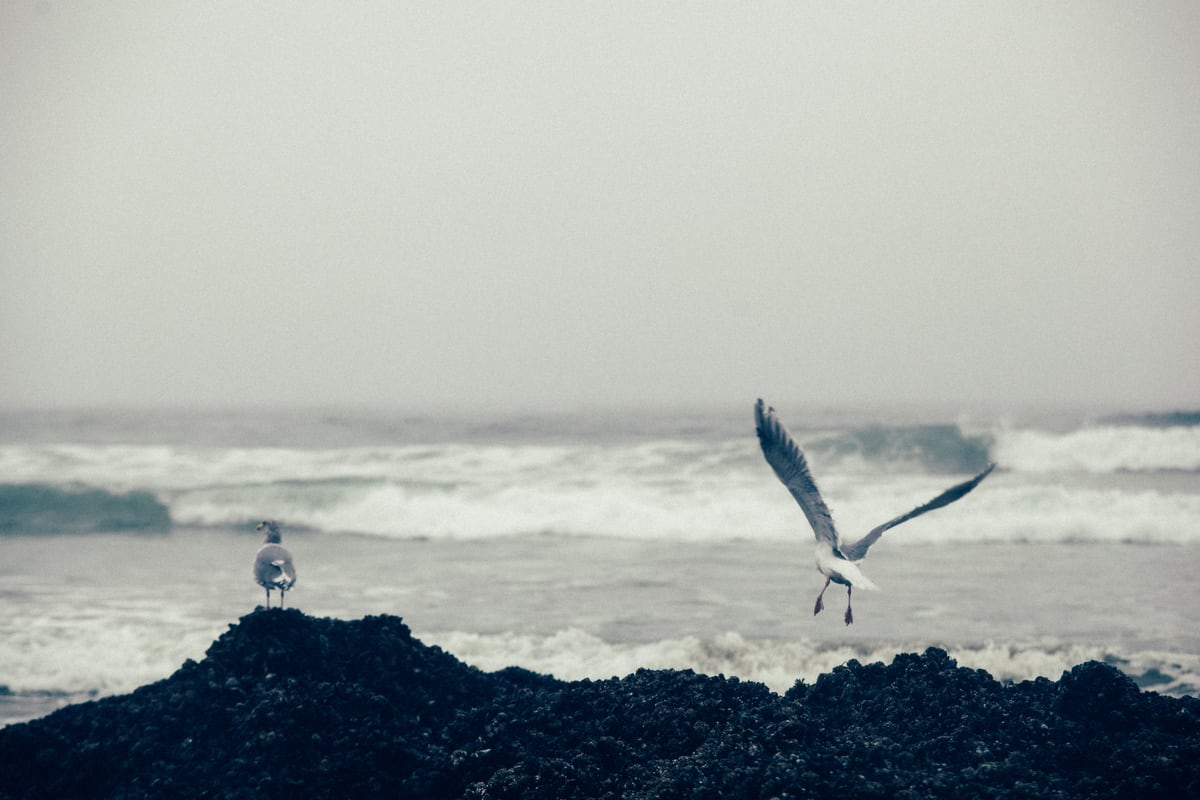 A gull lifts from black coastal rock with heavy Pacific surf behind it. print option