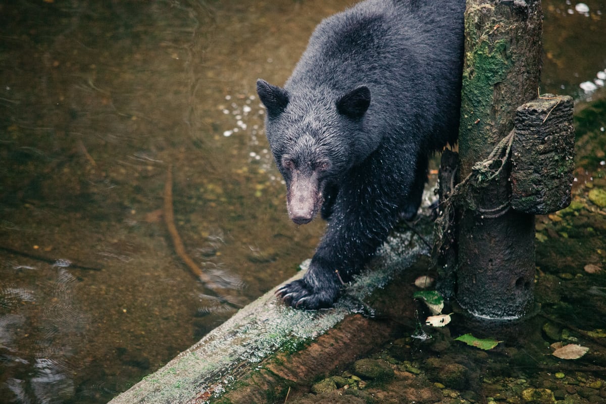 A black bear climbs over coastal wood in the Vancouver Island forest. print option