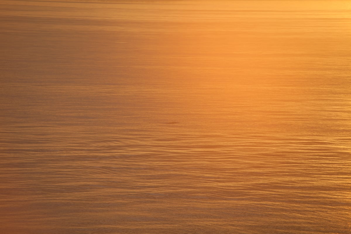 A field of gold light moves across Salish Sea water from the BC Ferry between Vancouver and Nanaimo. print option