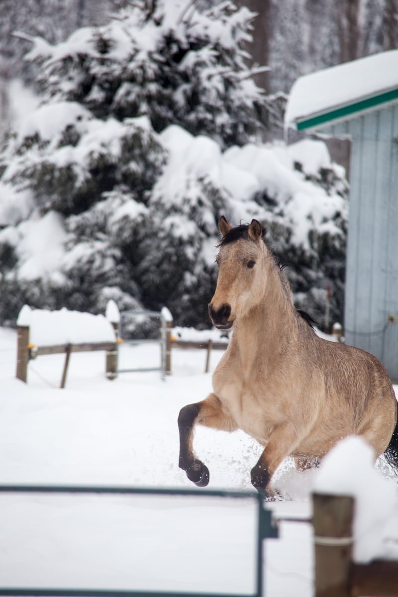 A light horse lifts through winter snow near Grindrod and Enderby, BC, in an equestrian print study. print option