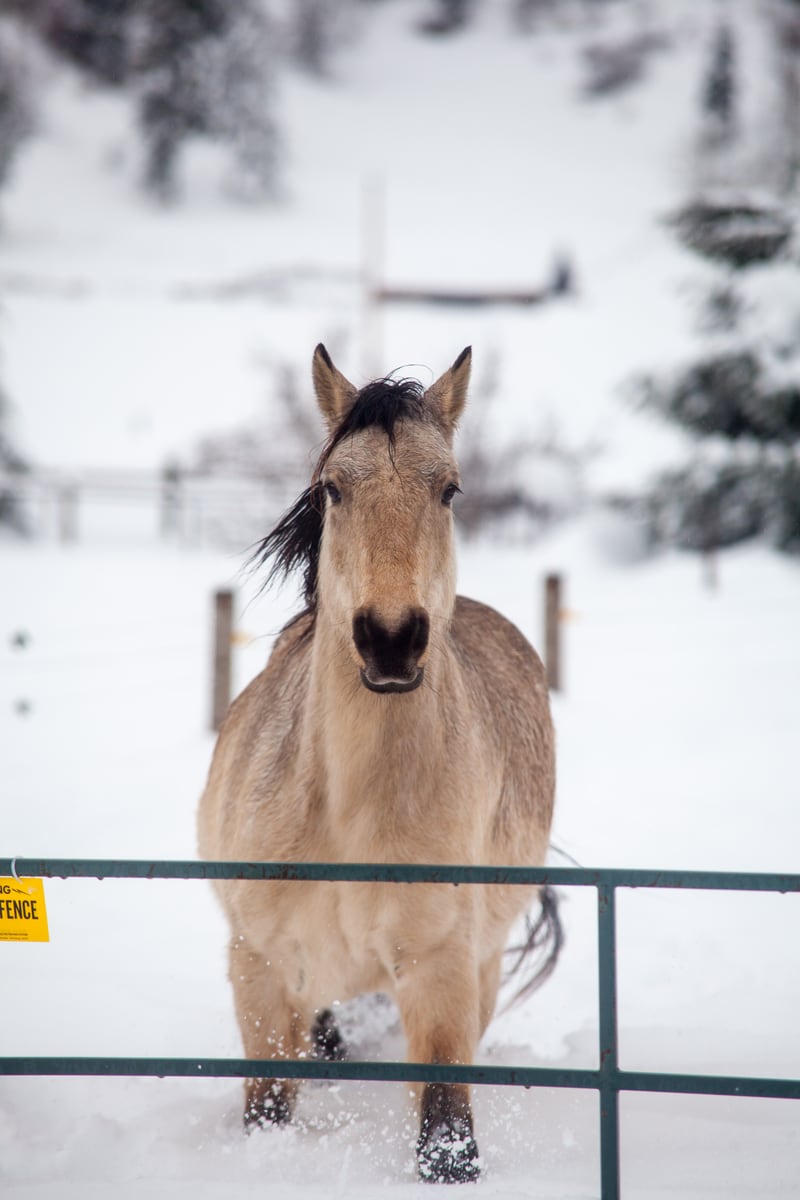 A horse faces the camera through a snowy fence line near Grindrod and Enderby, BC. print option