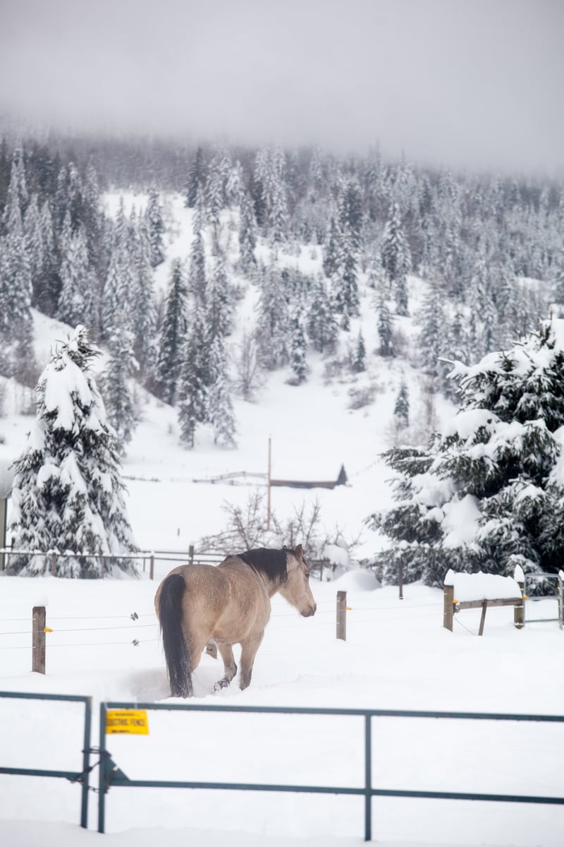 A quiet equestrian winter scene with horse, fence lines, snow and muted hills near Grindrod and Enderby, BC. print option