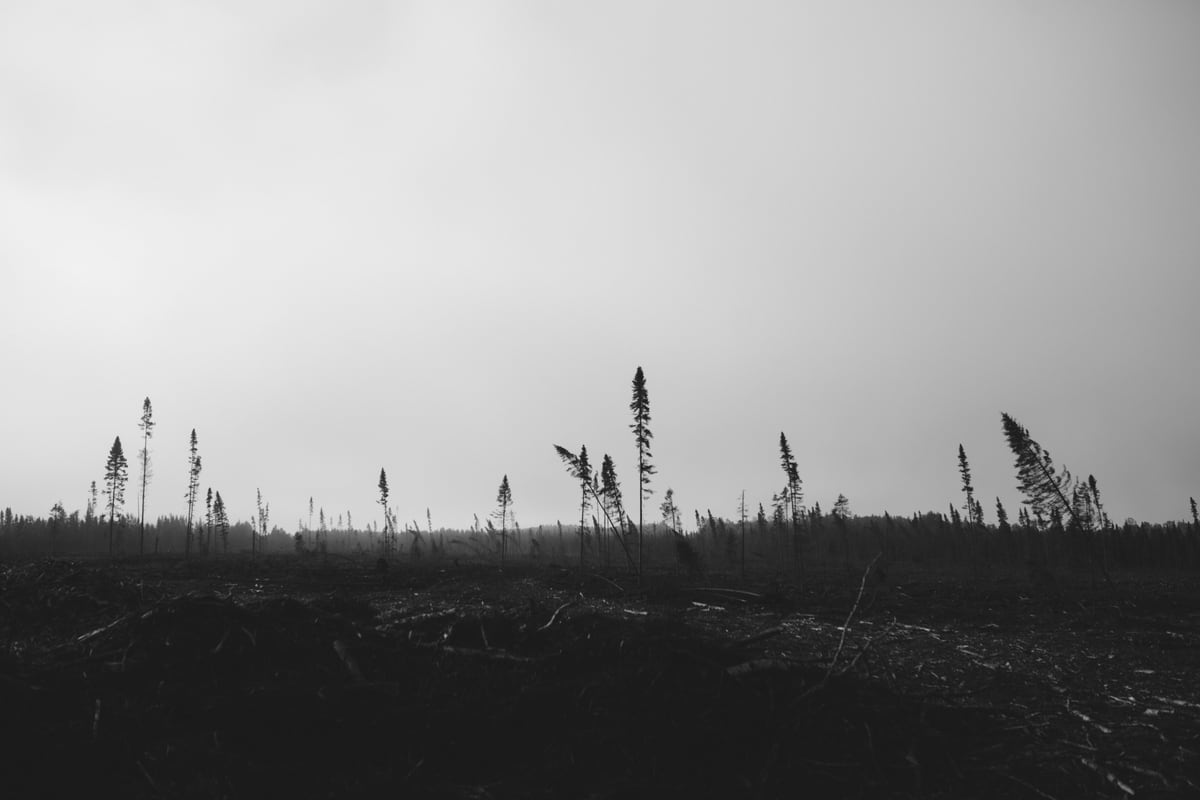 A black-and-white cut block outside Thunder Bay, stark against low sky. print option