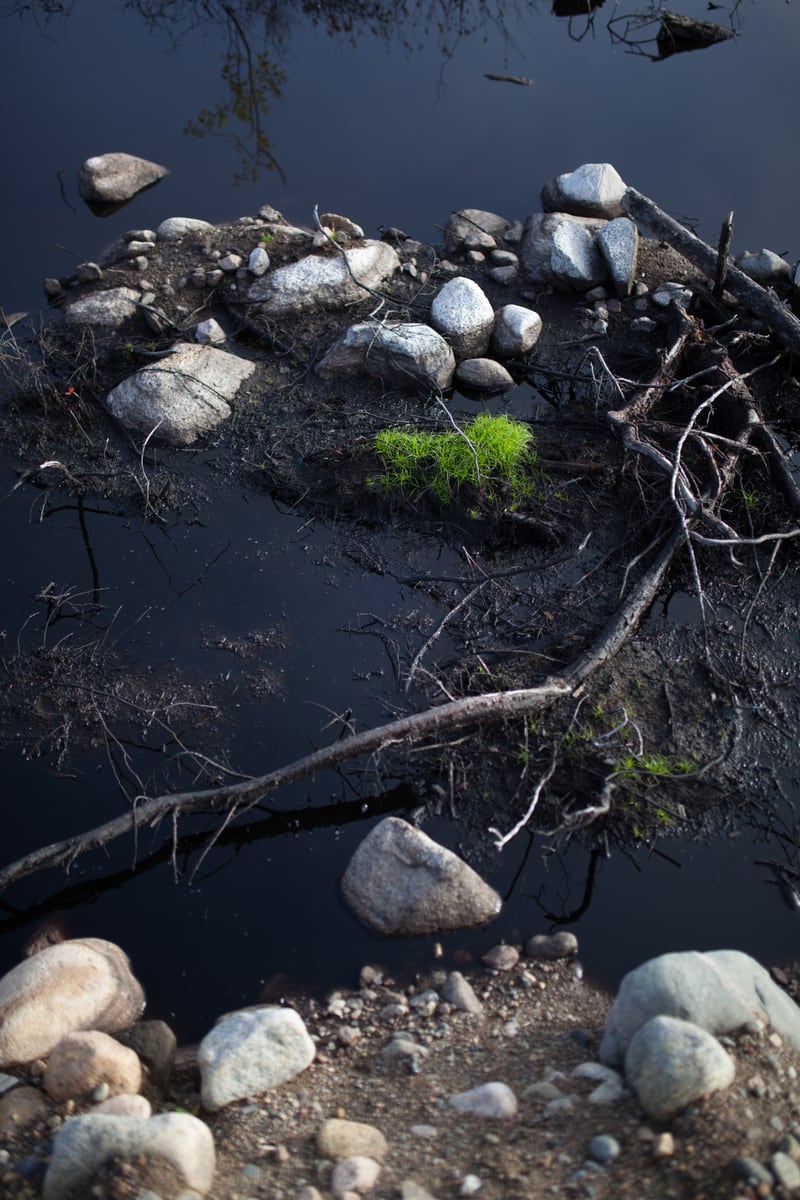 Small stones, sticks and surviving green lichen sit in water near a Thunder Bay cut block. print option