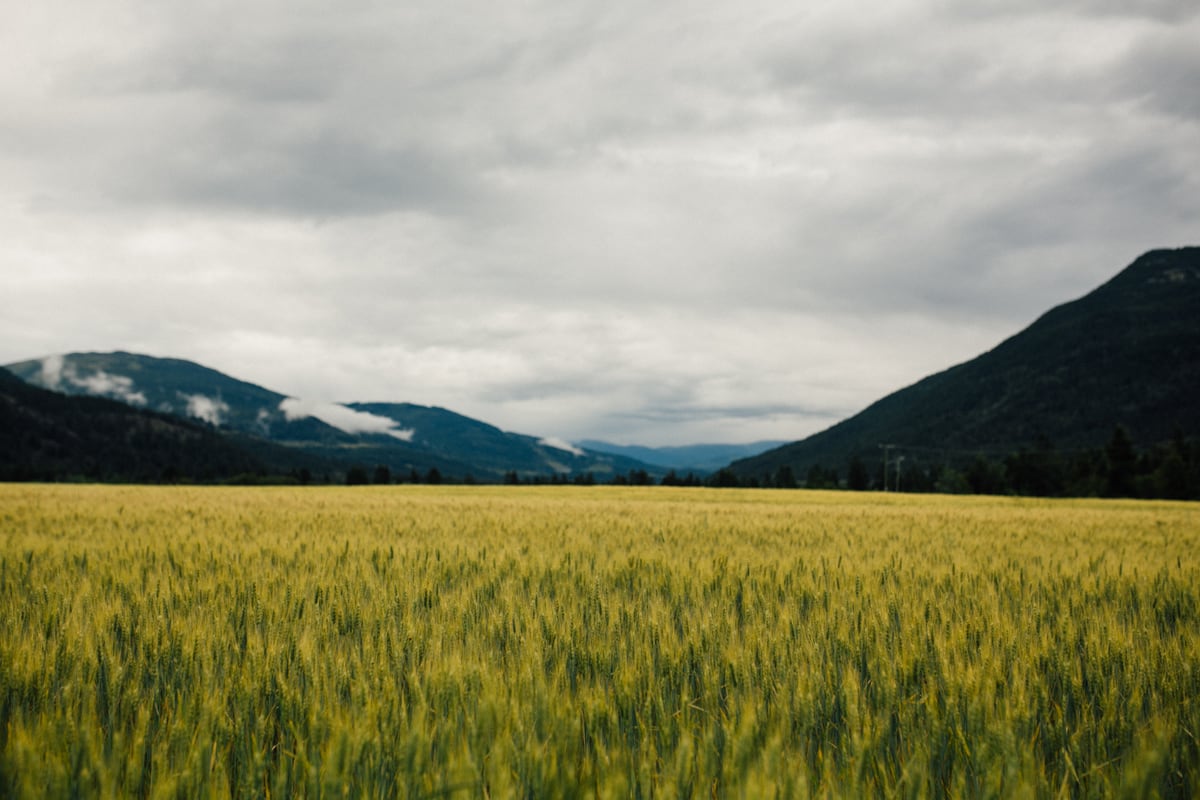 Yellow-green field rows sit under low cloud near Armstrong and Spallumcheen. print option