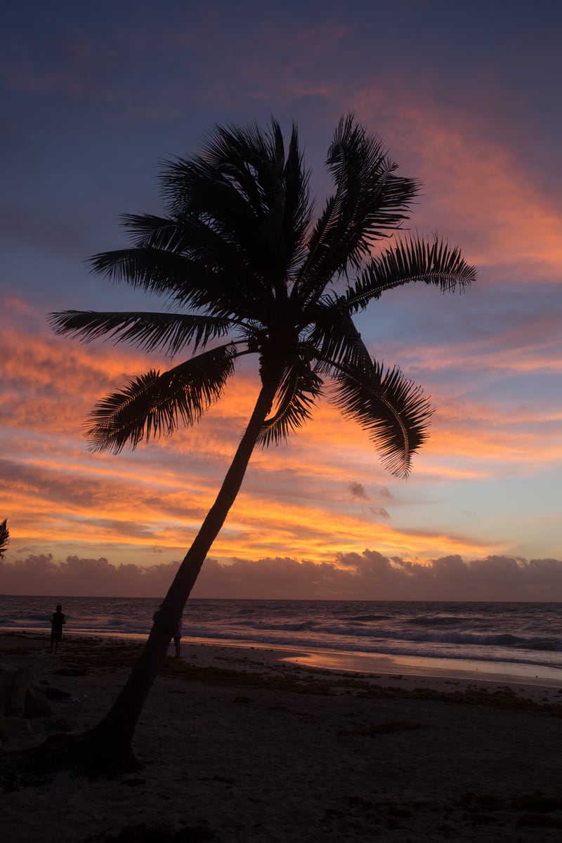 A palm tree cuts across a warm Miami beach sunset. print option