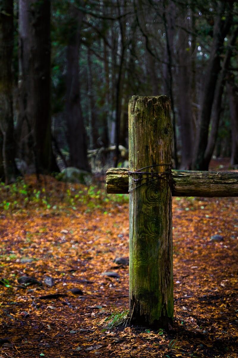 A mossy forest post stands in wet leaves and dark trees in Peterborough, Ontario. print option
