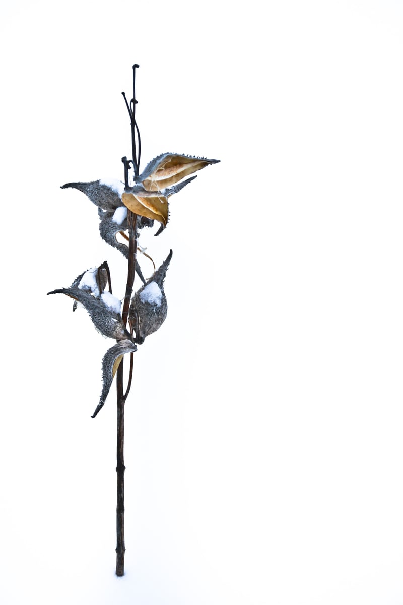 A single winter stem rises against white space in a minimal Peterborough botanical study. print option