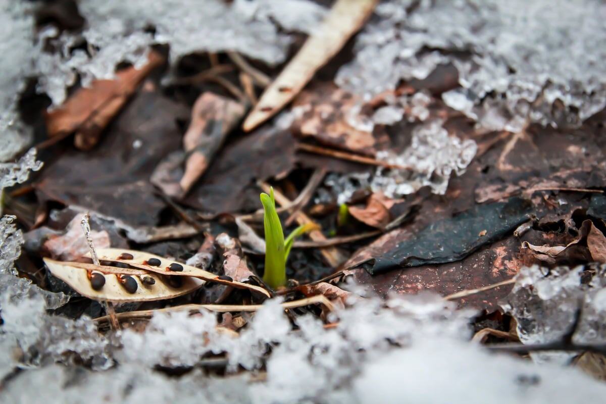 New green growth pushes through melting Peterborough snow, leaves and early spring debris. print option