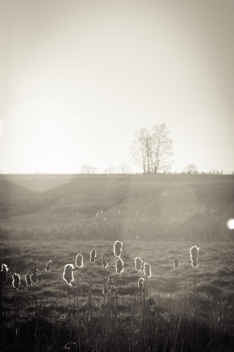 A blown-out Peterborough field and fence line in a pale, ghostly spring frame. print option
