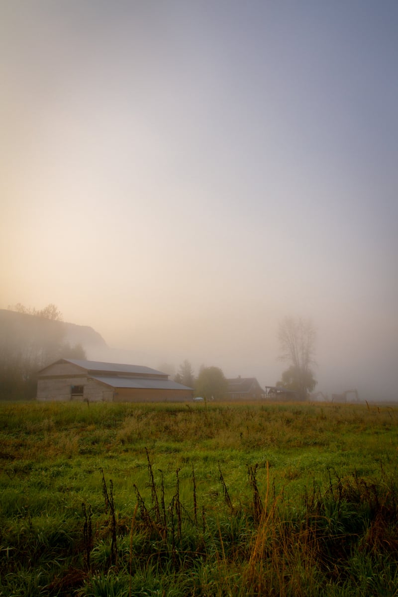 Morning fog softens a farm field, tree and fence line near Grindrod and Enderby, BC. print option
