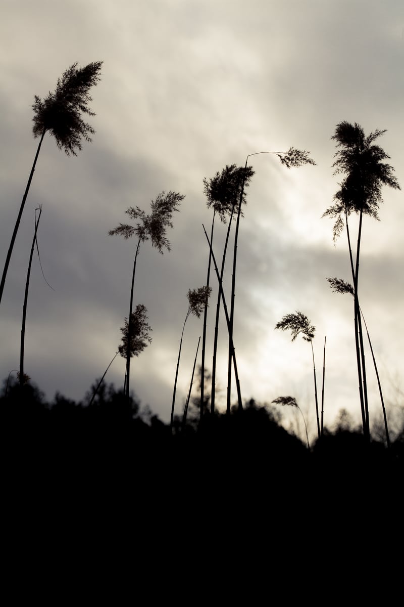 Tall thistles turn into graphic silhouettes against a pale Peterborough winter sky. print option