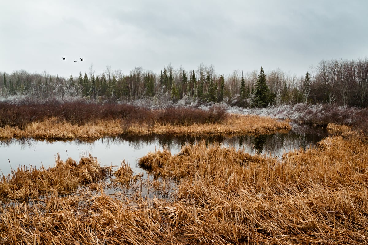Birds cross above a quiet Peterborough marsh of winter reeds and brown grass. print option