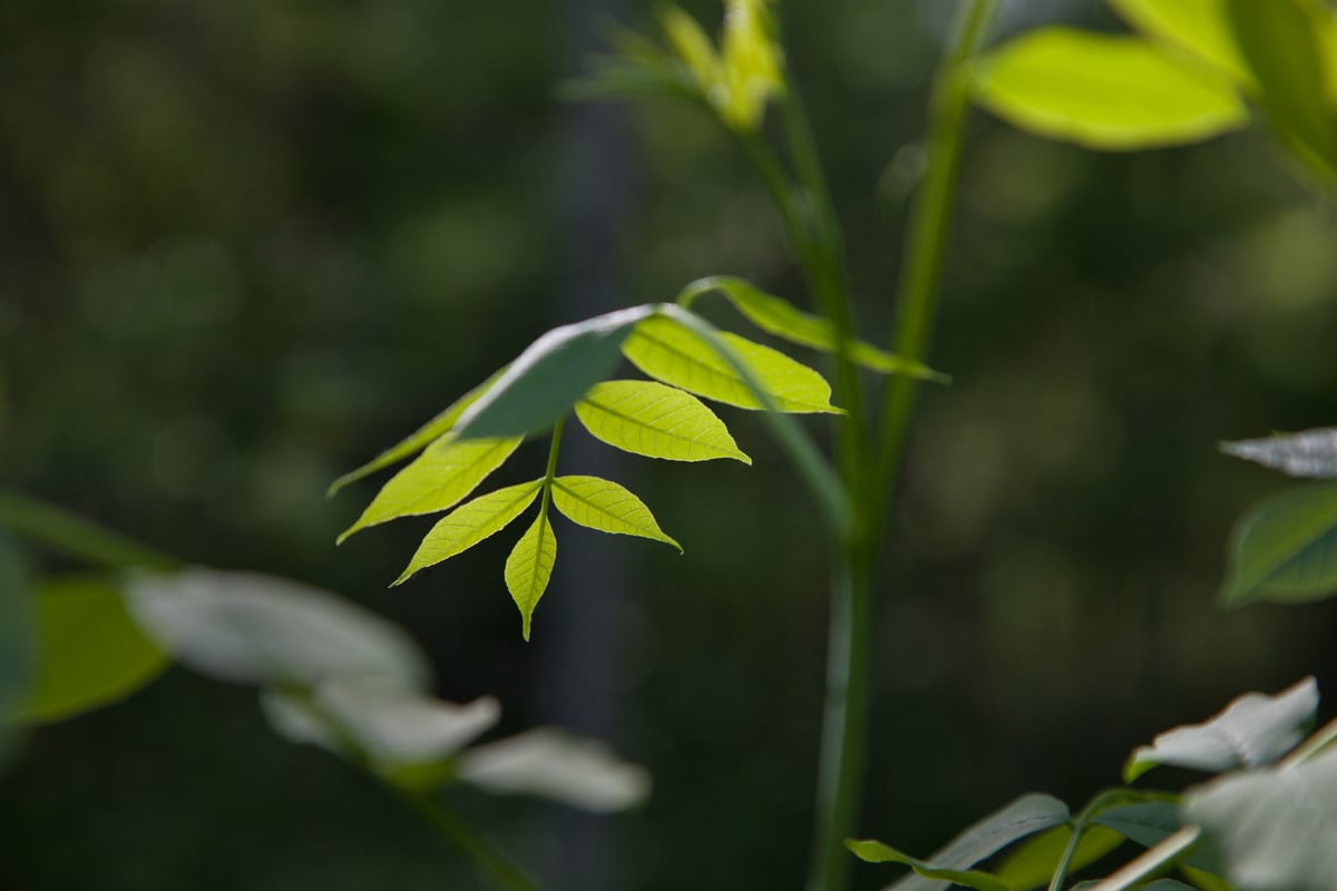 A small green leaf glows against dark Peterborough forest shade. print option