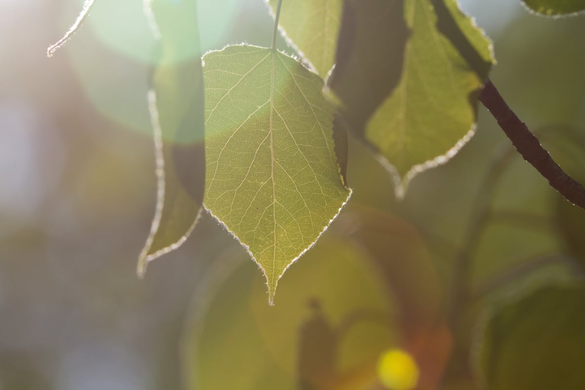Backlit leaves and soft lens flare make a quiet Peterborough forest detail. print option