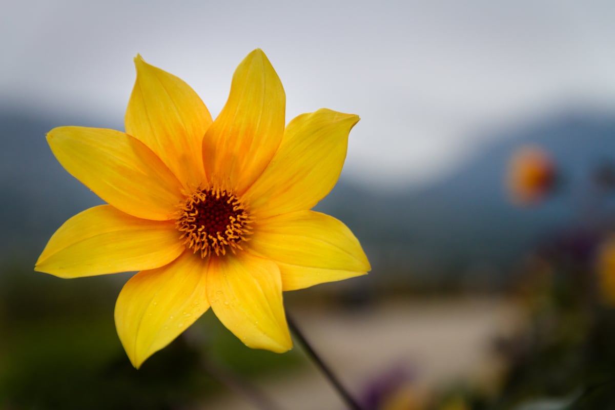 A bright yellow wildflower sits against a soft mountain background in Vancouver, BC. print option