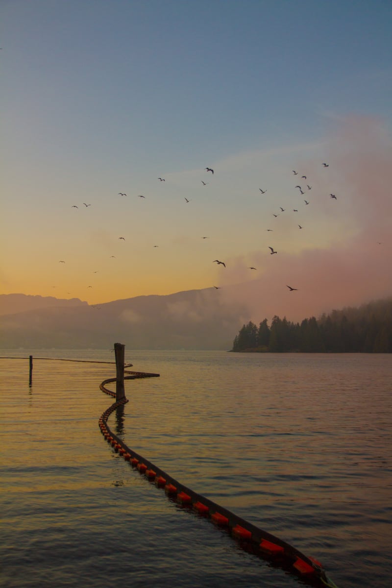 Birds cross a pastel sunrise sky above a curved dock and still water near Lougheed Highway in Port Coquitlam, BC. print option