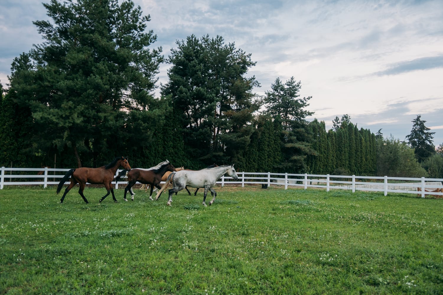 Ashton at the Ranch portraits story frame 11: Ranch portraits for Ashton in Kelowna, with horses, open pasture, quiet country styling and Okanagan light shaped into a grounded portrait story.