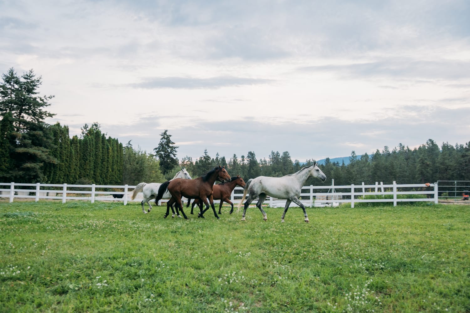 Ashton at the Ranch portraits story frame 12: Ranch portraits for Ashton in Kelowna, with horses, open pasture, quiet country styling and Okanagan light shaped into a grounded portrait story.