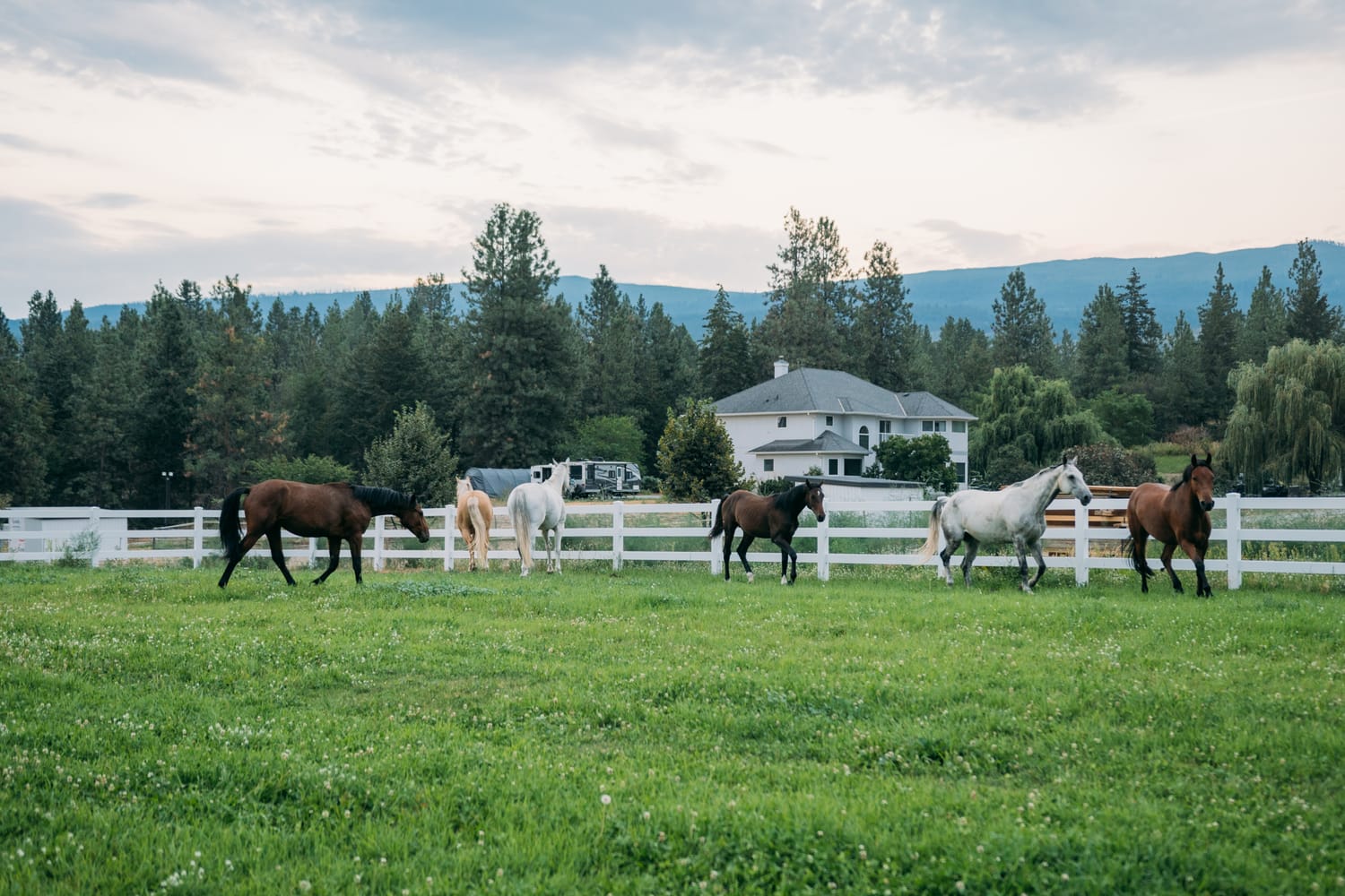 Ashton at the Ranch portraits story frame 15: Ranch portraits for Ashton in Kelowna, with horses, open pasture, quiet country styling and Okanagan light shaped into a grounded portrait story.