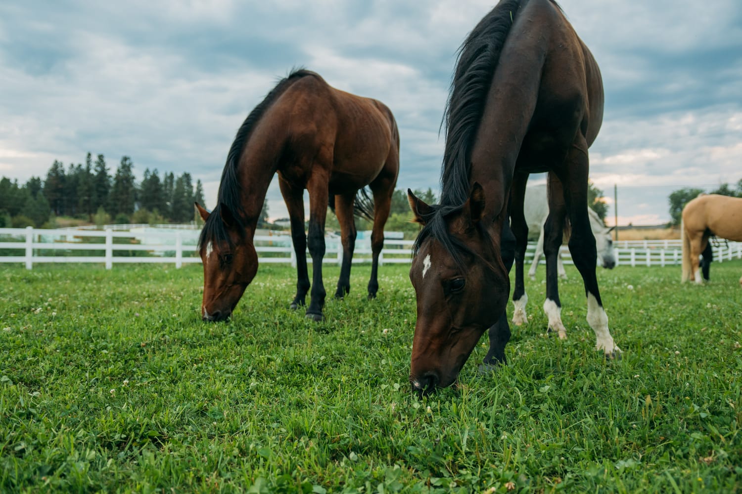 Ashton at the Ranch portraits story frame 19: Ranch portraits for Ashton in Kelowna, with horses, open pasture, quiet country styling and Okanagan light shaped into a grounded portrait story.