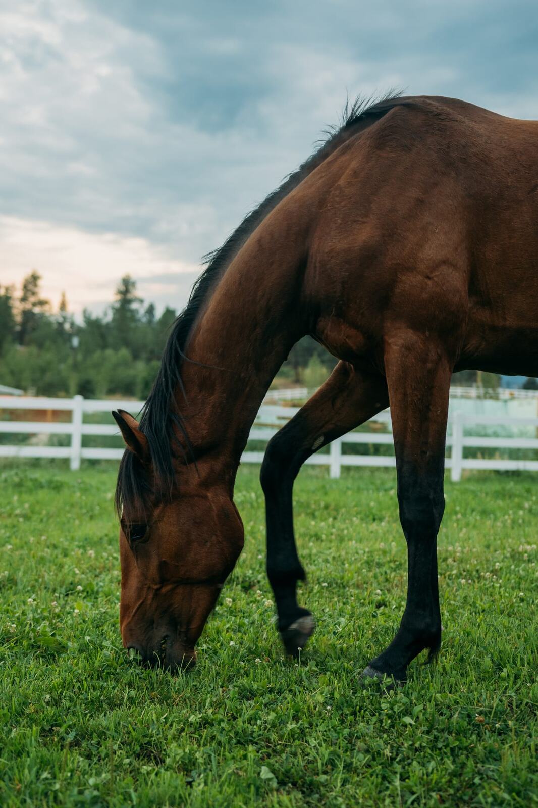 Ashton at the Ranch portraits story frame 20: Ranch portraits for Ashton in Kelowna, with horses, open pasture, quiet country styling and Okanagan light shaped into a grounded portrait story.