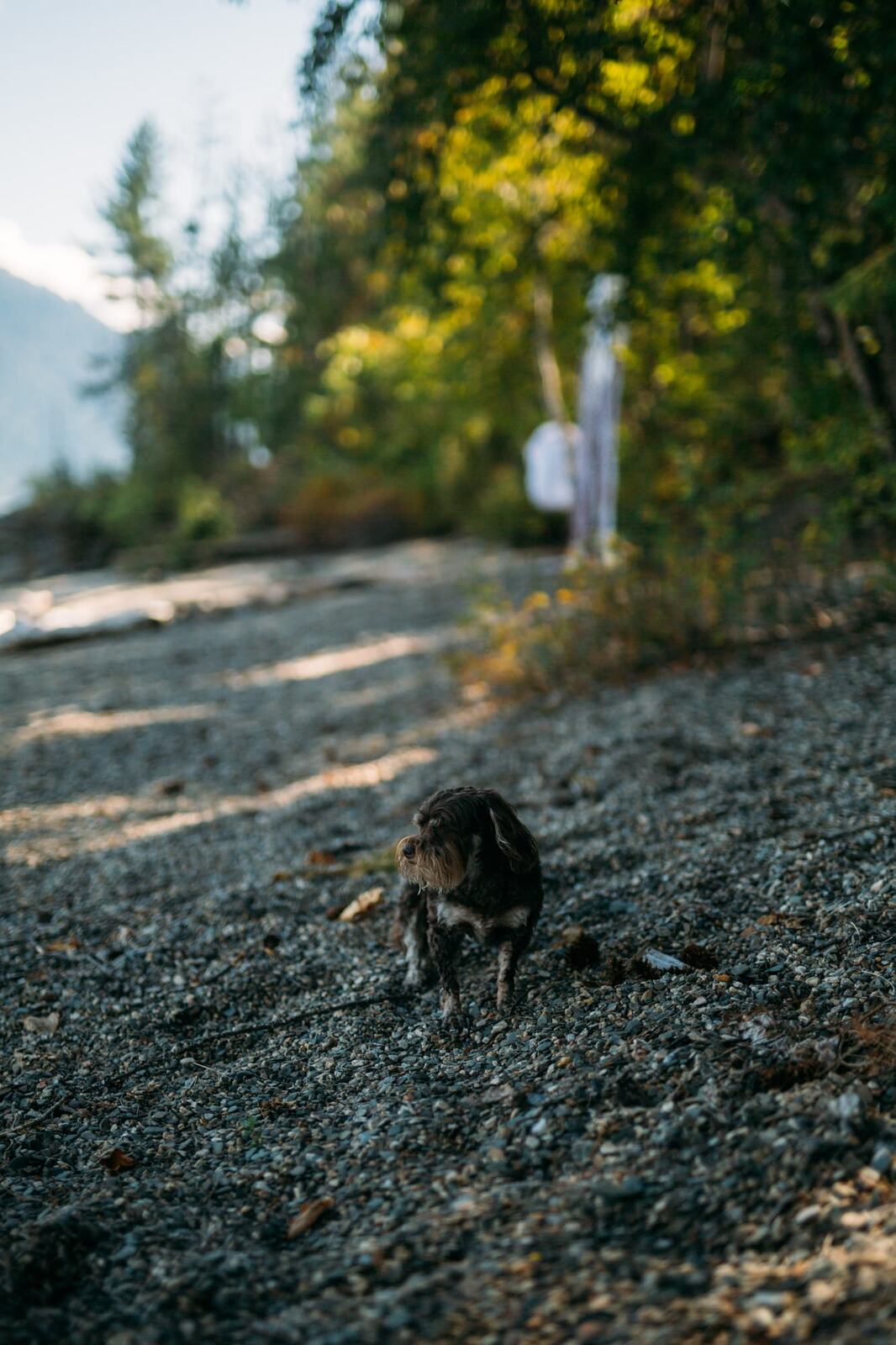 Carmel and Chris weddings story frame 5: A Sicamous and Shuswap Lake houseboat wedding that moved from water to beach, with friend-community overlap and a relaxed lakeside feeling..