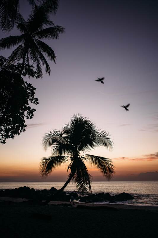 Palm and birds over a Costa Rica sunset print option