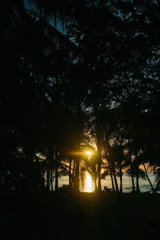 Sun through dark Costa Rica palm trees print option