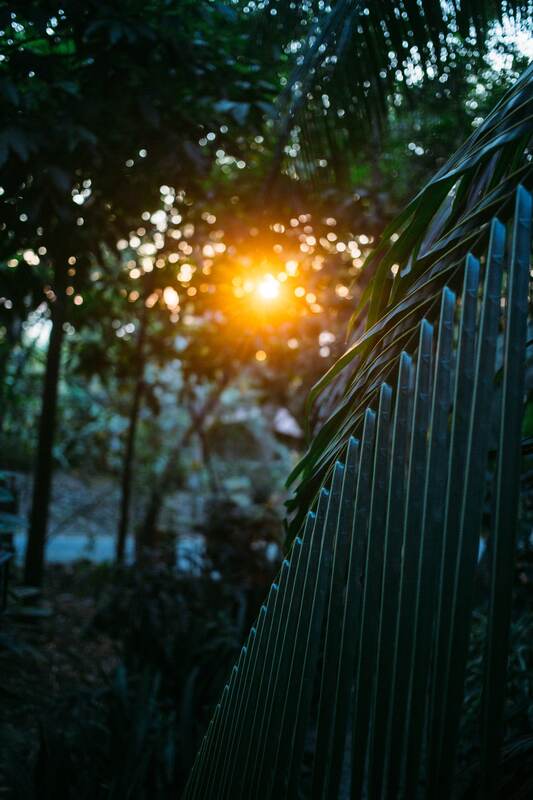 Sun through Costa Rica palm leaves print option