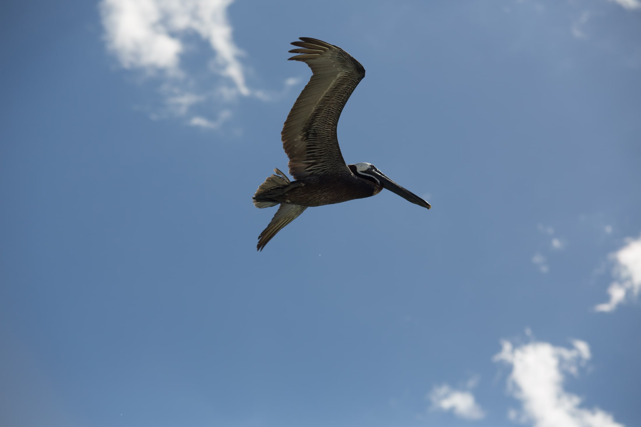 Pelican Mexico Print Study story frame 4: A quiet Mexico travel-print study: pale water, pelican movement, open sky and a little documentary place context.