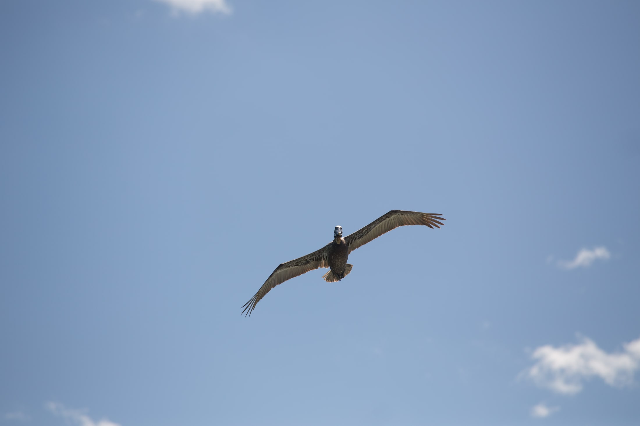 Pelican Mexico Print Study story frame 5: A quiet Mexico travel-print study: pale water, pelican movement, open sky and a little documentary place context.