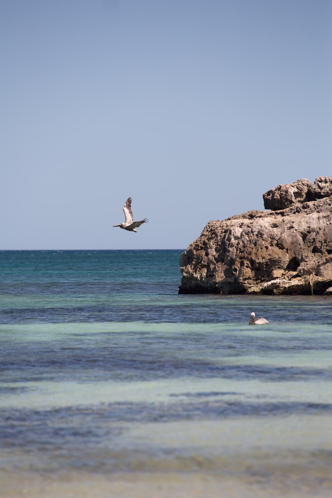 Pelican Mexico Print Study story frame 8: A quiet Mexico travel-print study: pale water, pelican movement, open sky and a little documentary place context.