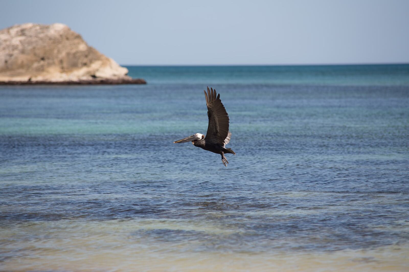 Pelican Mexico Print Study story frame 9: A quiet Mexico travel-print study: pale water, pelican movement, open sky and a little documentary place context.
