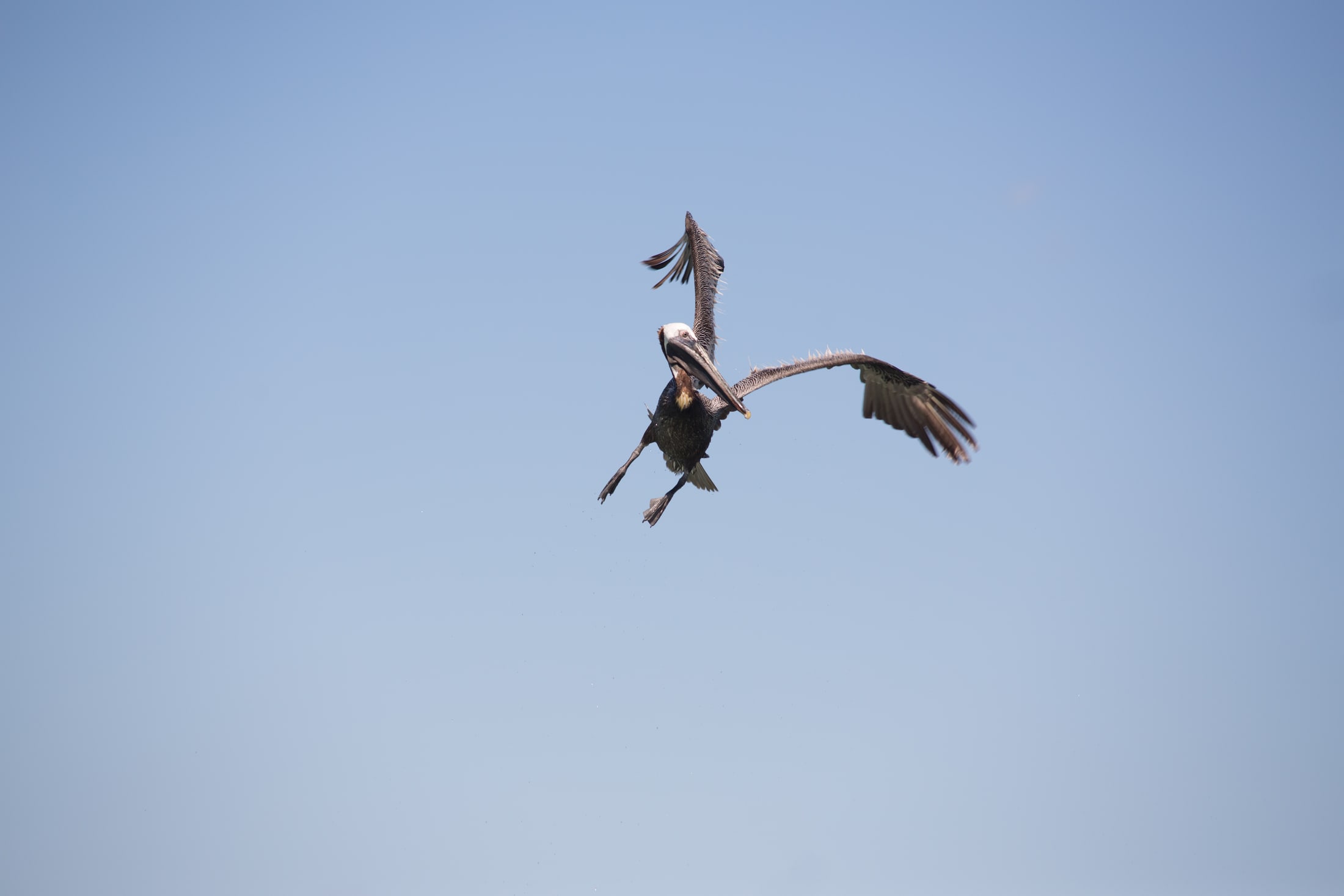 Pelican Mexico Print Study story frame 10: A quiet Mexico travel-print study: pale water, pelican movement, open sky and a little documentary place context.