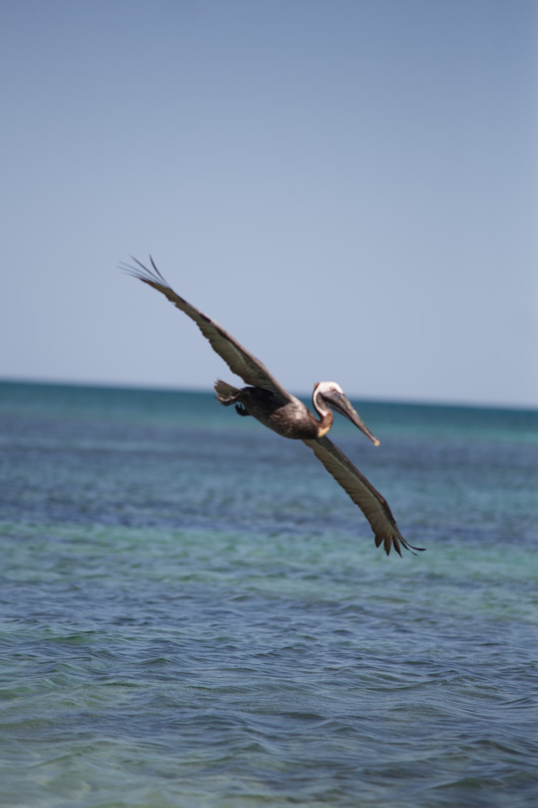 Pelican Mexico Print Study story frame 11: A quiet Mexico travel-print study: pale water, pelican movement, open sky and a little documentary place context.