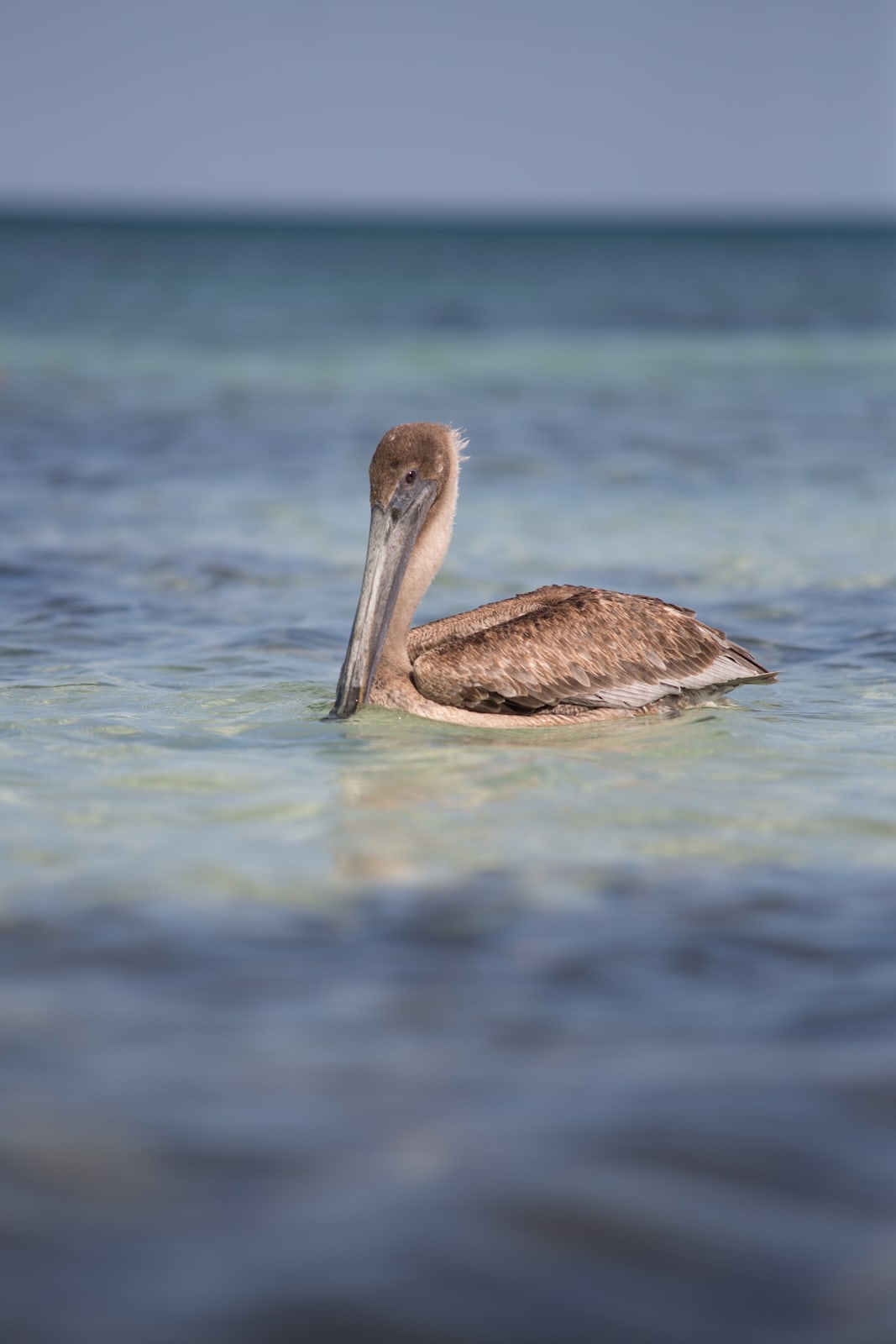 Pelican Mexico Print Study story frame 12: A quiet Mexico travel-print study: pale water, pelican movement, open sky and a little documentary place context.