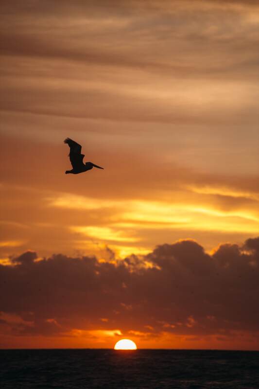 Bird crossing a warm Tulum, Mexico sunset print option