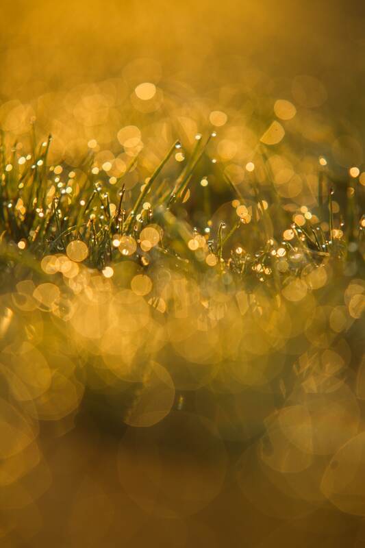 Golden dew detail at Presqu'ile Provincial Park print option