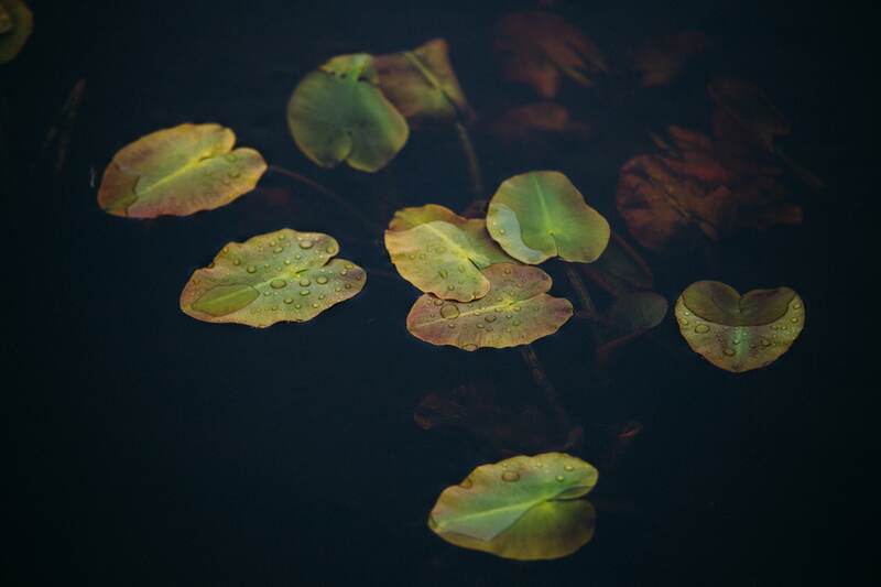 Wisconsin lily pads on dark water print option