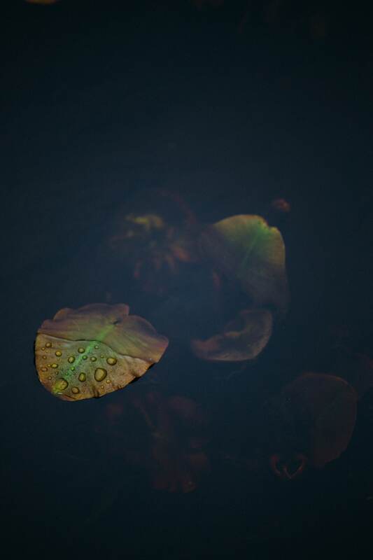 Close Wisconsin lily pad detail print option