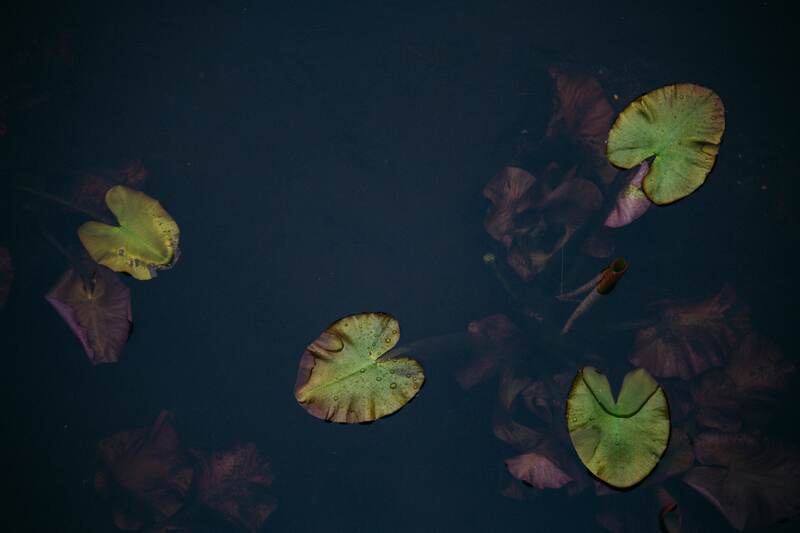 Wisconsin lily pads on water print option